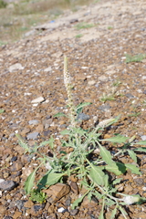 Reseda aucheri