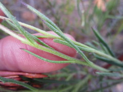 Dimorphotheca montana