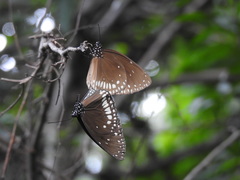 Euploea klugii