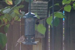 Haemorhous mexicanus