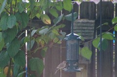 Haemorhous mexicanus