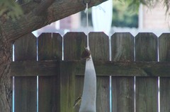 Thryothorus ludovicianus