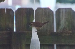 Thryothorus ludovicianus