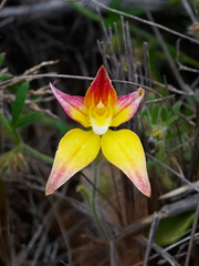 Caladenia × spectabilis
