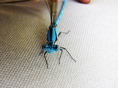 Argia westfalli