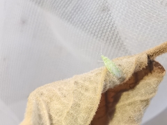 Malacocoris chlorizans