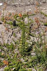 Hermannia concinnifolia