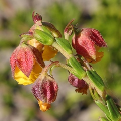 Hermannia concinnifolia