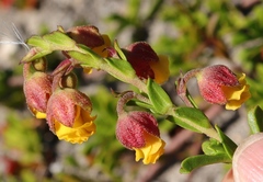 Hermannia concinnifolia