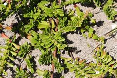 Hermannia concinnifolia