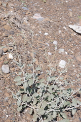 Heliotropium calcareum