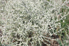 Plocama aucheri