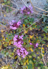 Thymus reverdattoanus