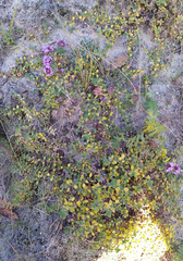 Thymus reverdattoanus