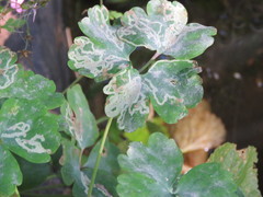 Phytomyza minuscula group