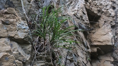 Chlorophytum cremnophilum