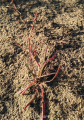 Rumex graminifolius