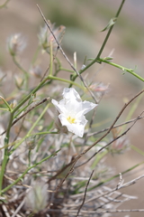 Convolvulus virgatus