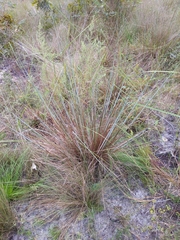 Sorghastrum