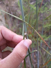 Sorghastrum