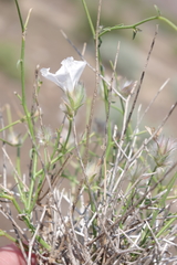 Convolvulus virgatus