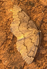 Nepytia pellucidaria