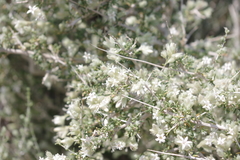 Plocama aucheri