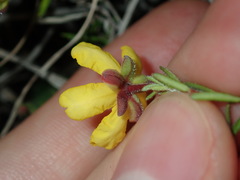 Hibbertia pedunculata