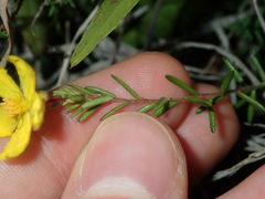 Hibbertia pedunculata