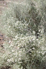 Plocama aucheri