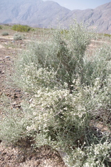 Plocama aucheri