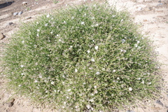 Convolvulus virgatus