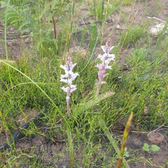 Lachenalia judithiae