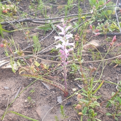 Lachenalia judithiae