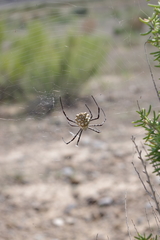 Argiope lobata