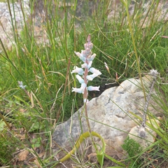 Lachenalia judithiae