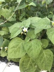 Solanum