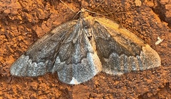 Nepytia pellucidaria