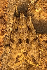 Lithophane patefacta