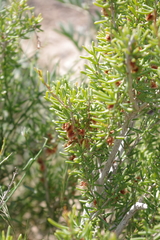 Pteropyrum scoparium