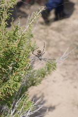 Argiope lobata