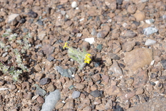 Arnebia hispidissima