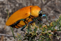 Julodimorpha saundersii