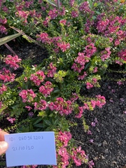 Angelonia angustifolia