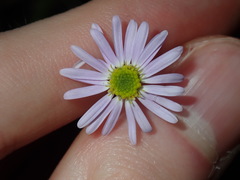 Vittadinia triloba