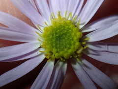 Vittadinia triloba