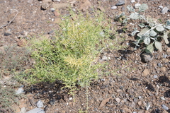 Zygophyllum indicum