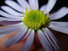 Vittadinia triloba