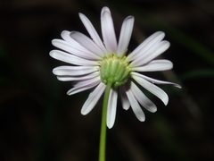 Vittadinia triloba