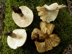 Chamaemyces fracidus